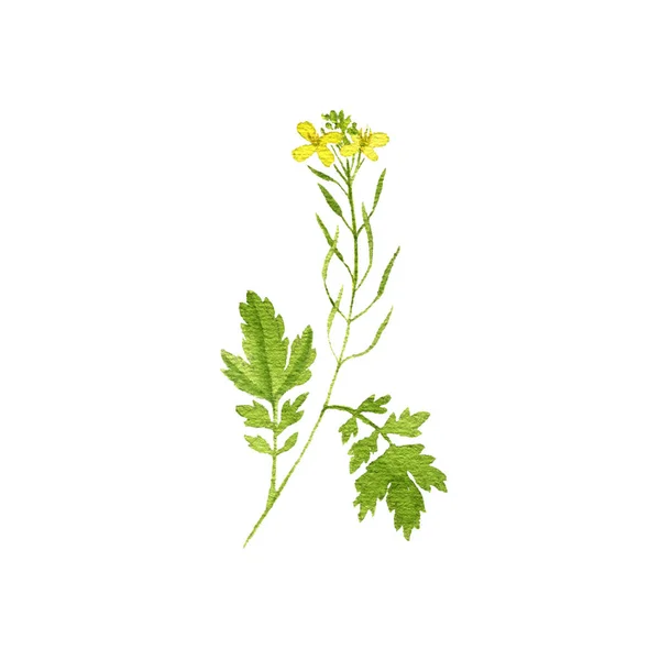 Acuarela dibujo mustrad planta — Foto de Stock