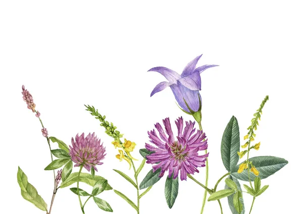 Plantas e flores selvagens, desenho por aquarela — Fotografia de Stock