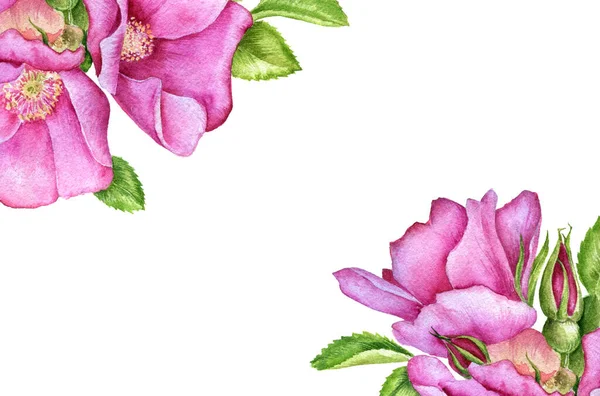 Watercolor drawing wild roses — Stock Photo, Image