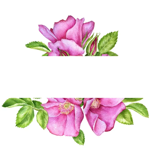 Watercolor drawing wild roses — Stock Photo, Image