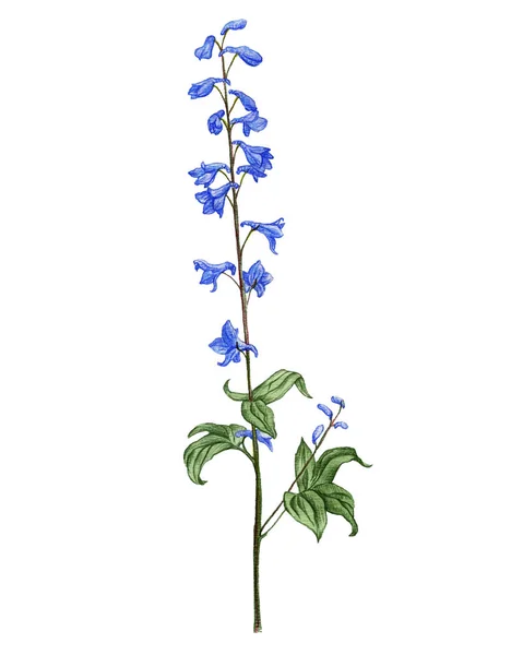 Fiore larkspur, disegno da matite colorate — Foto Stock