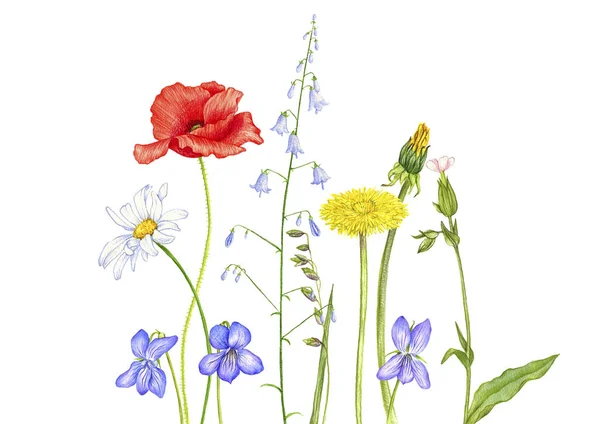 Tanaman liar dan bunga, gambar dengan pensil berwarna — Stok Foto