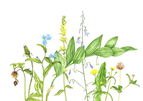 Yabani bitkiler ve çiçekler, renkli kalemlerle çizilmiş. — Stok fotoğraf