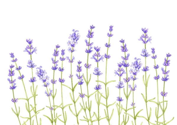 Квіти лаванди, малюнок кольоровими олівцями — стокове фото