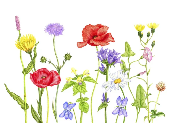 Plantes et fleurs sauvages, dessin au crayon de couleur — Photo