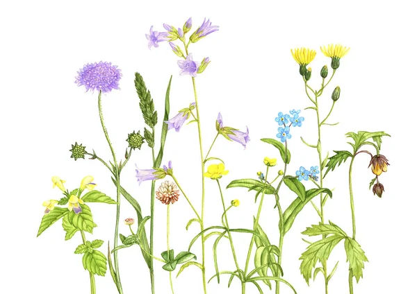 wild plants and flowers, drawing by colored pencils