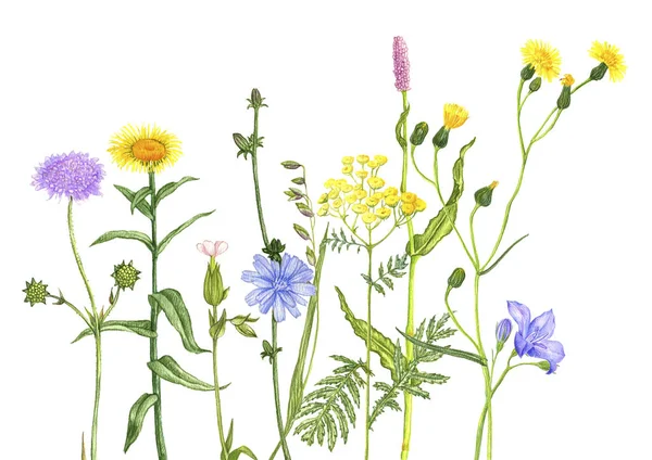 Dzikie rośliny i kwiaty, rysunek przez kolorowe ołówki — Zdjęcie stockowe