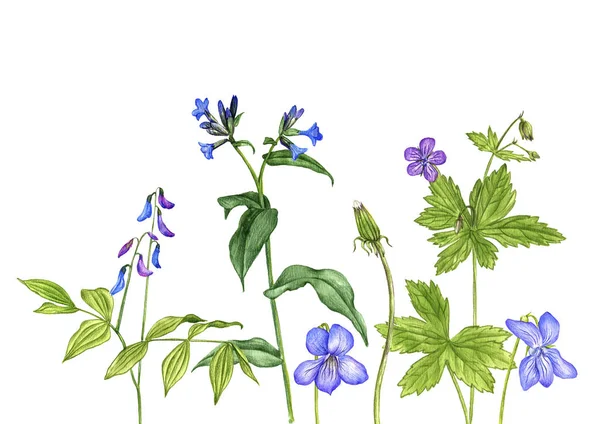 Vilda växter och blommor, ritning av färgade pennor — Stockfoto