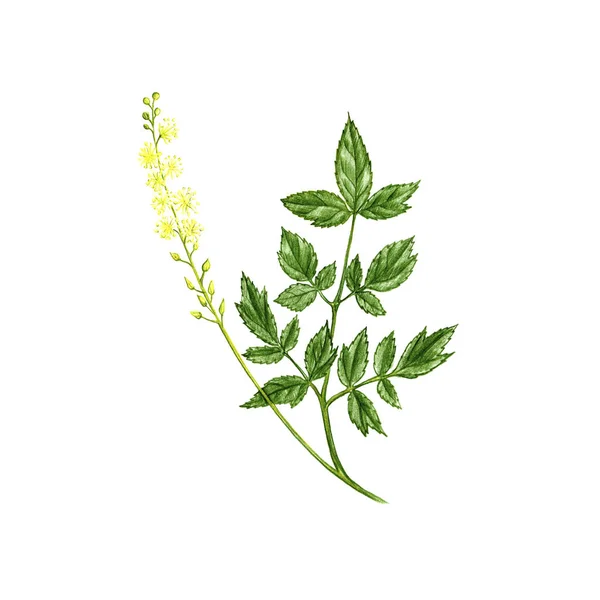 Svart cohosh blomma, ritning av färgade pennor — Stockfoto