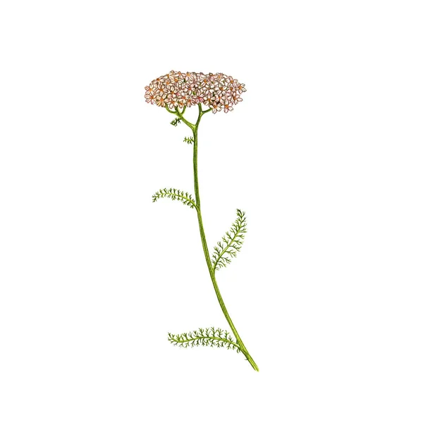 Yarrow květ, kresba barevnými tužkami — Stock fotografie