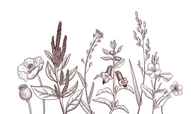 Background with drawing herbs and flowers clipart