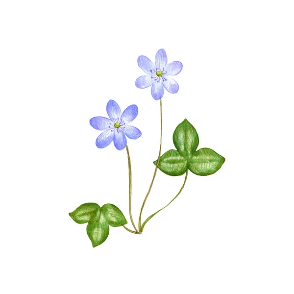 Hepatica, színes ceruzák rajzolása — Stock Fotó