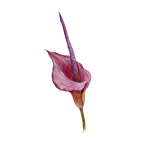 Konjac花,用彩色铅笔画 — 图库照片