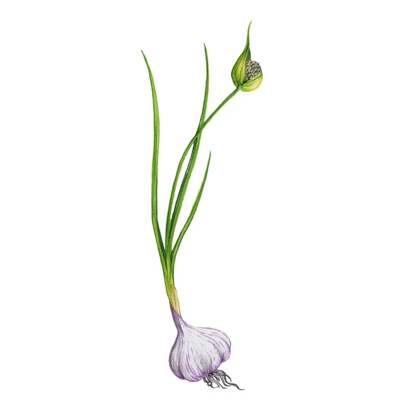 Garlic plant, drawing by colored pencils — ストック写真
