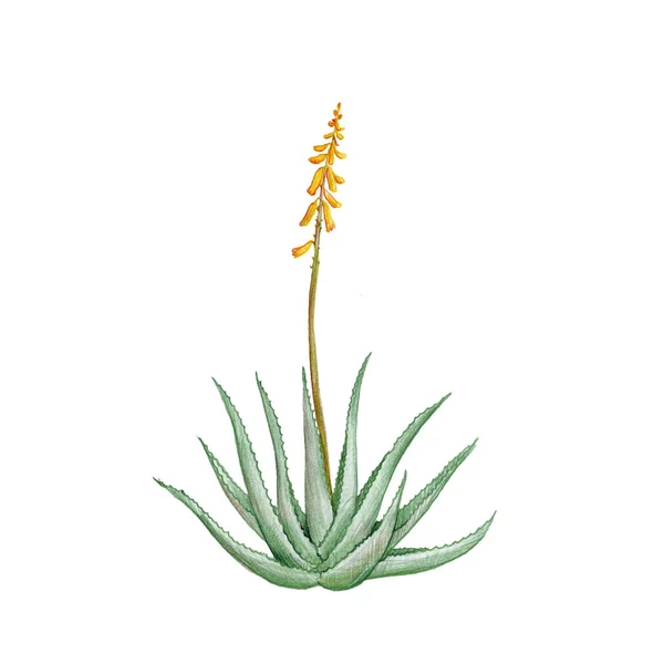 Aloe vera, kresba barevnými tužkami — Stock fotografie