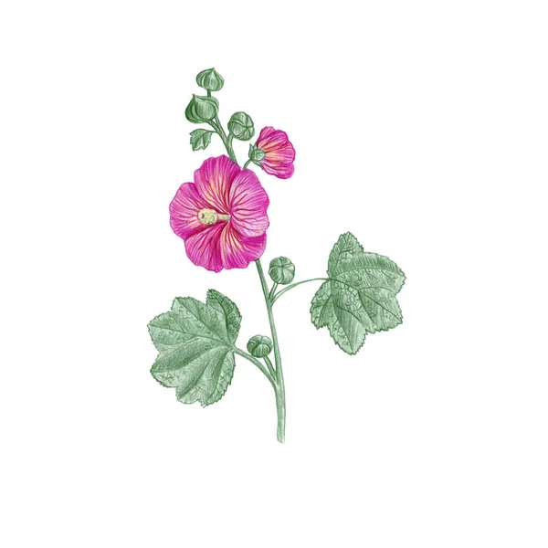 Hollyhock flower, drawing by colored pencils — Stock Photo, Image