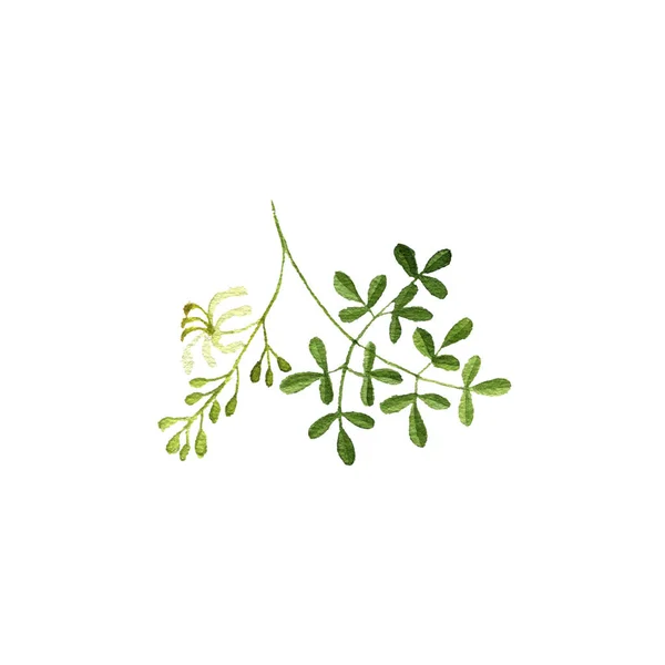 Acuarela dibujo Moringa oleifera — Foto de Stock