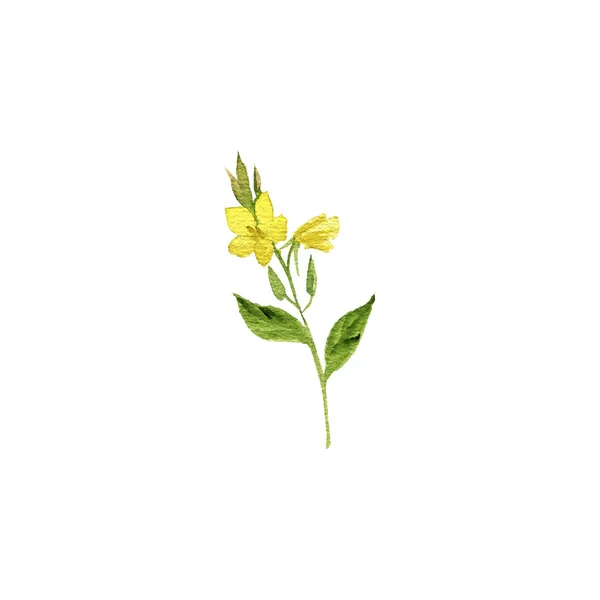 Aquarel tekening avond primrose plant — Stockfoto