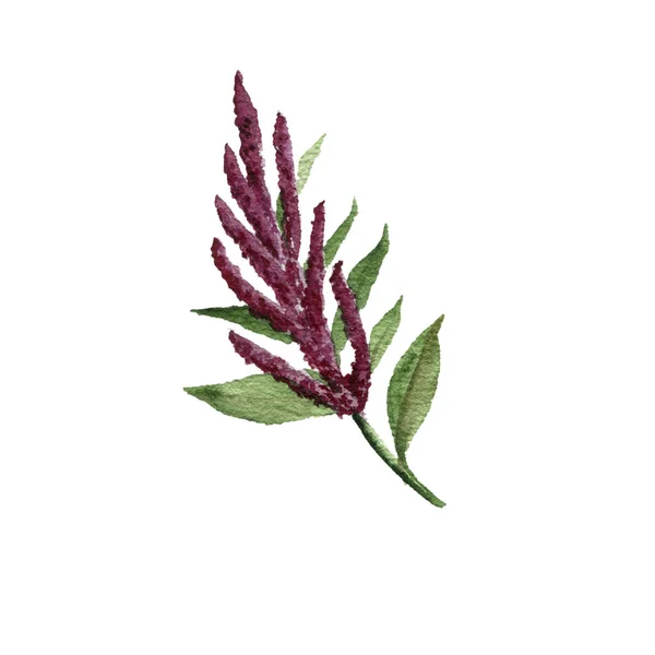 Waterverf tekening amaranth plant — Stockfoto