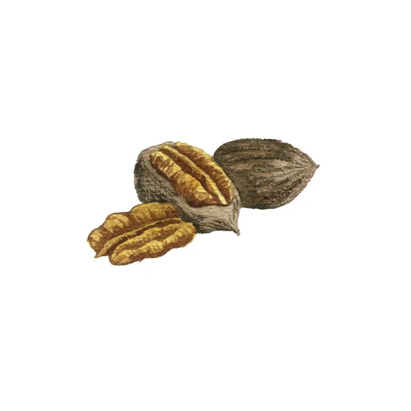 Watercoolor drawing pecan nuts — ストック写真