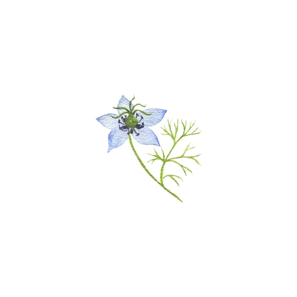 Aquarela desenho flor de semente preta — Fotografia de Stock