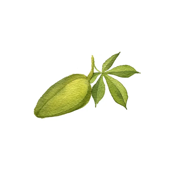 Aquarell Zeichnung Kapok Samen Frucht, Ceiba Pentandra — Stockfoto