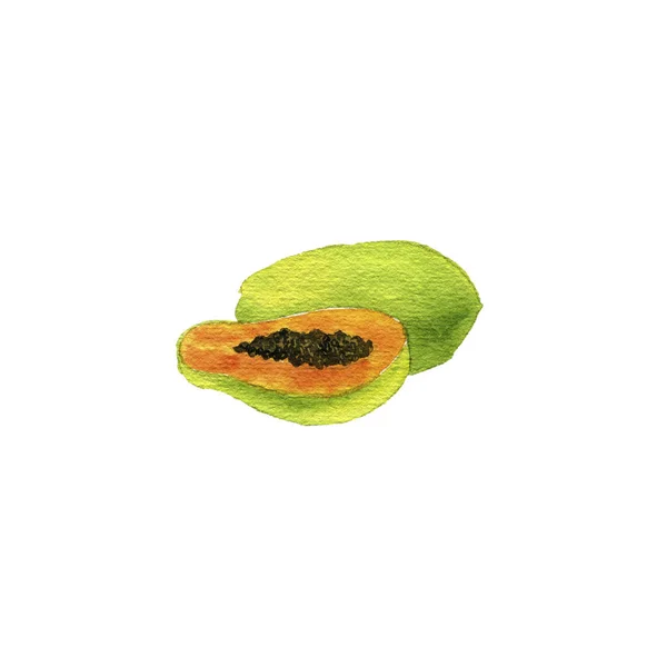 Aquarell-Zeichnung Papaya — Stockfoto