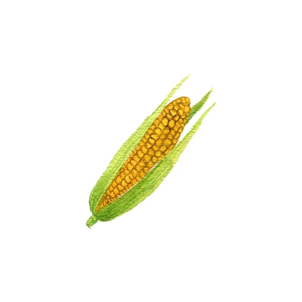 Akwarela rysunek kolba kukurydzy — Zdjęcie stockowe