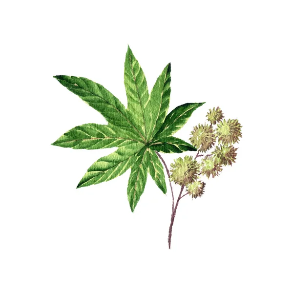 Aquarela desenho mamona planta — Fotografia de Stock