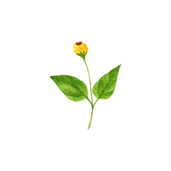 Akvarel kresba Acmella oleracea rostlina — Stock fotografie