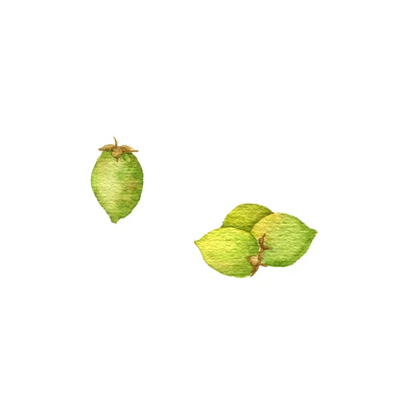 Akvarel kresba tucuma ořechy — Stock fotografie