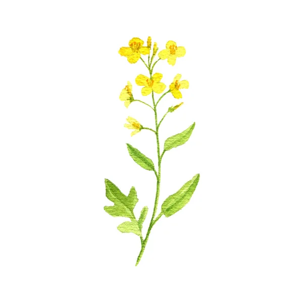 Akvarel kreslení řepky rostliny — Stock fotografie
