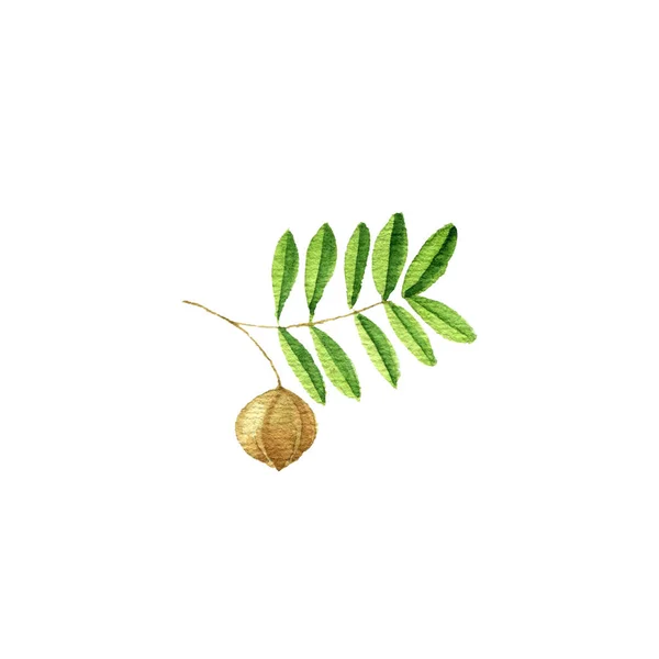 Akvarell teckning carapa gren — Stockfoto