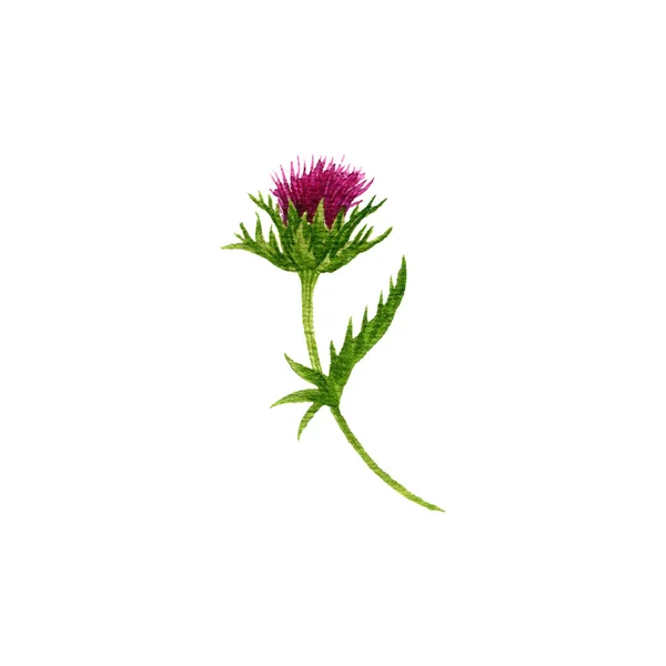 Akvarel kreslení bodláková květina — Stock fotografie
