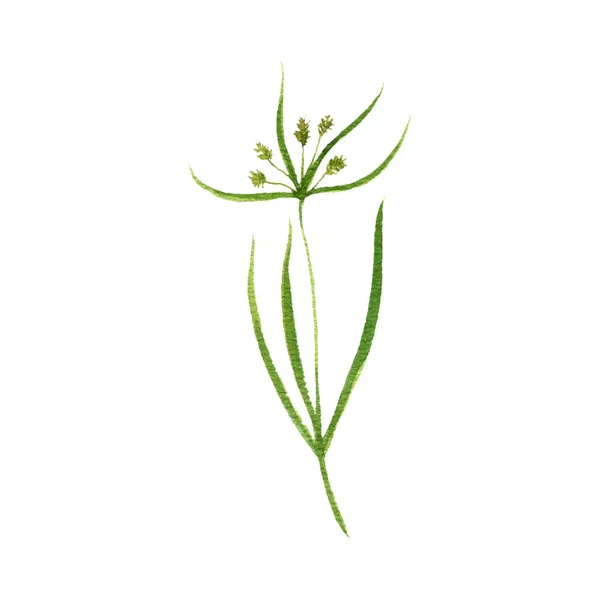 Waterverf tekening tijgernoot plant — Stockfoto