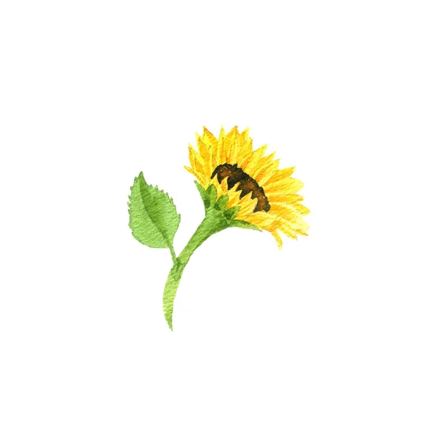 Aquarela desenho girassol flor — Fotografia de Stock