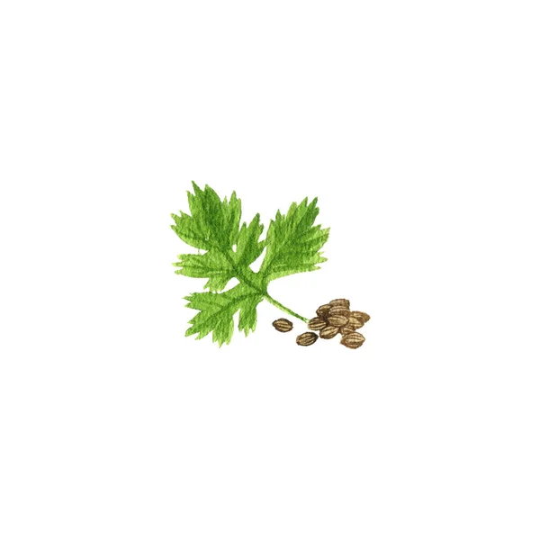 Akvarel kreslení koriandru semena a listy — Stock fotografie