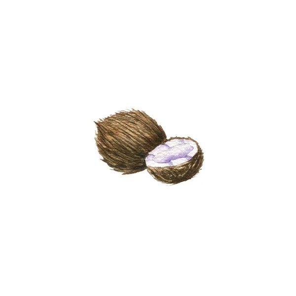 Акварельный рисунок кокоса — стоковое фото