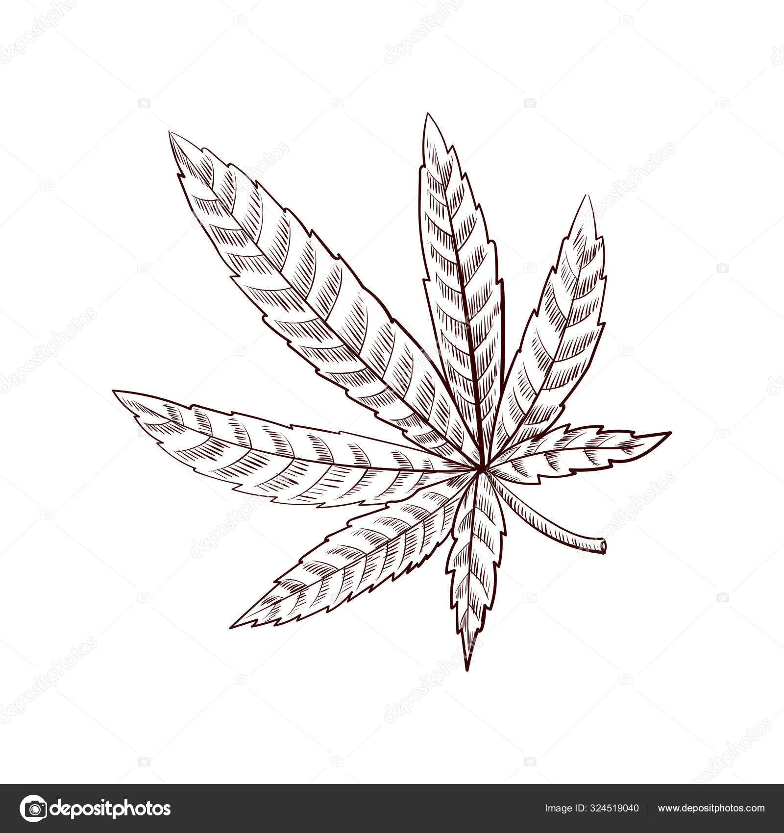 Vector dibujo hoja de cannabis vector, gráfico vectorial © cat_arch