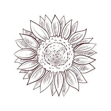 vektör ayçiçeği çiziyor