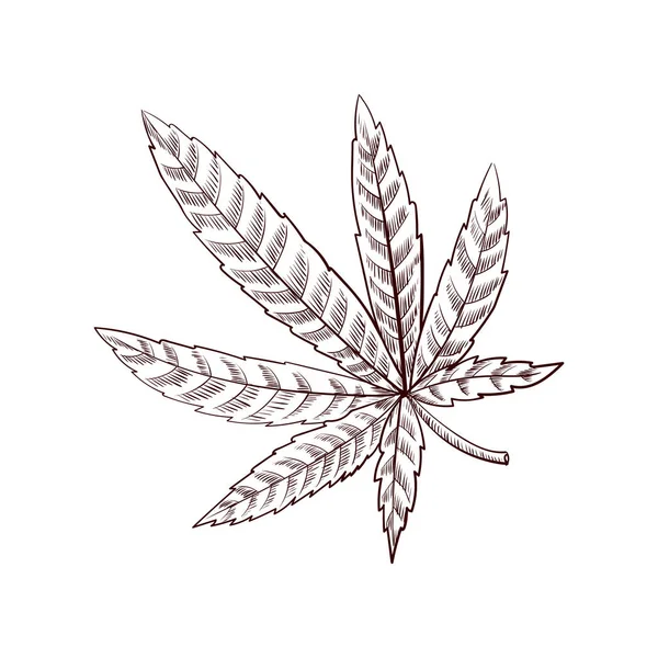 大麻の葉を描くベクトル — ストックベクタ