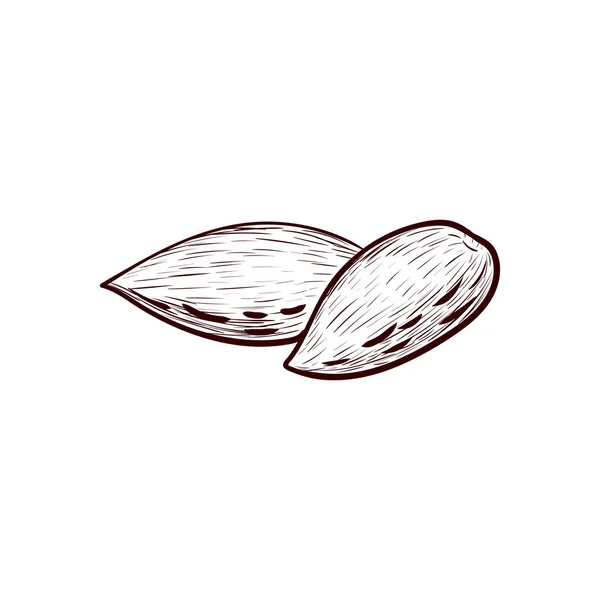 Vector drawing almond nuts — Stock Vector