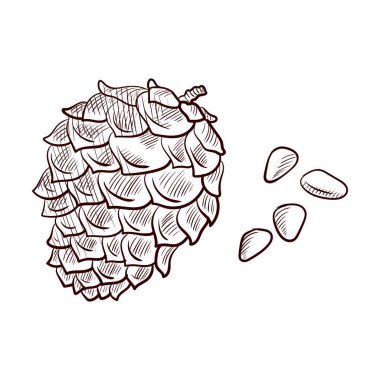 Çam fıstığı ve koni çizen vektör