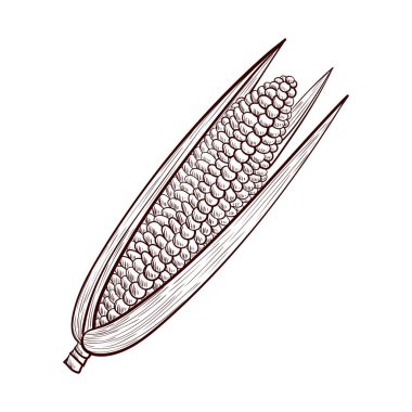 vektör mısır çizimi