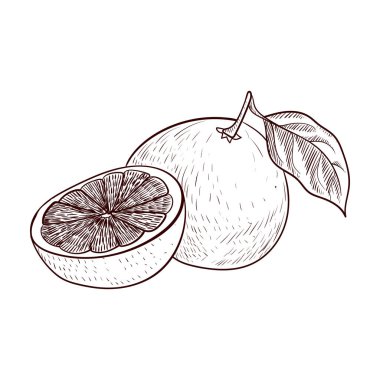 vektör greyfurt çiziyor