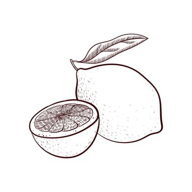 limon çizim vektör
