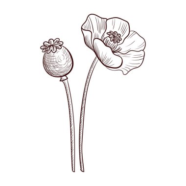 vector drawing poppy plant clipart