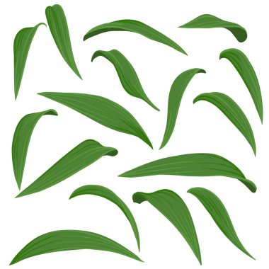 zambak yapraklarının vektör çizimi