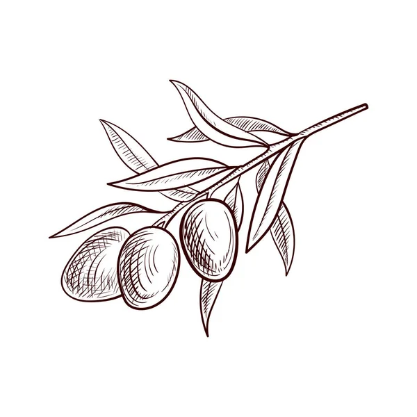 Vector dibujo rama de olivo — Vector de stock