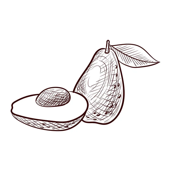 Vectortekening avocado — Stockvector